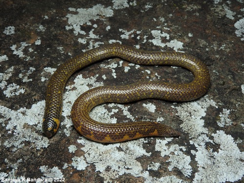 Drummond-Hay's Earth Snake