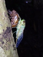 Cicadinae