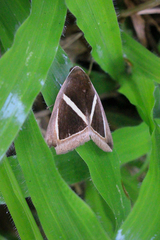 Chalciope mygdon