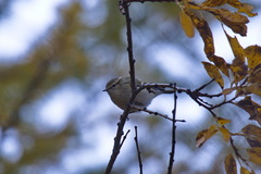 Phylloscopus humei