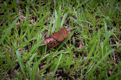 Junonia hedonia