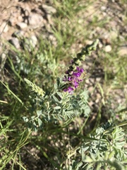 Dalea lanata terminalis