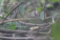 Dendrelaphis tristis