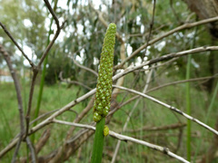 Xanthorrhoea minor lutea