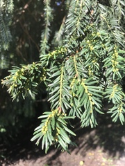 Taxus baccata