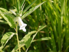 Sesamum indicum