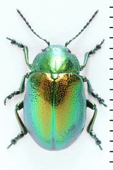 Chrysolina graminis