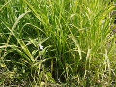 Sesamum indicum