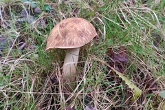 Leccinellum crocipodium