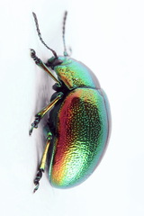 Chrysolina graminis