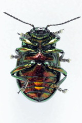 Chrysolina graminis