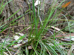 Xanthorrhoea minor lutea