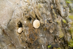Bembicium vittatum
