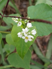 Fagopyrum esculentum