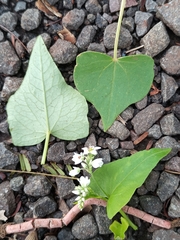 Fagopyrum esculentum