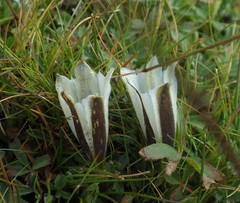 Gentiana newberryi tiogana