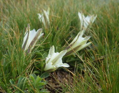Gentiana newberryi tiogana