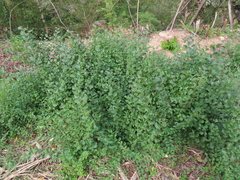 Ulmus
