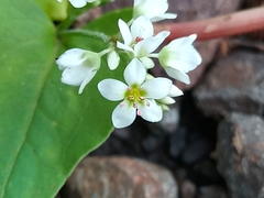 Fagopyrum esculentum