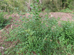 Ulmus