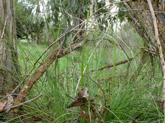 Xanthorrhoea minor lutea