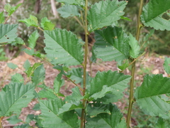Ulmus