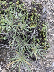 Onosma simplicissima