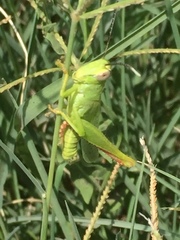 Heteracris pterosticha