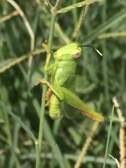 Heteracris pterosticha