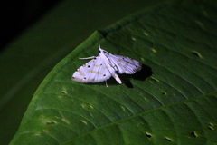 Pycnarmon