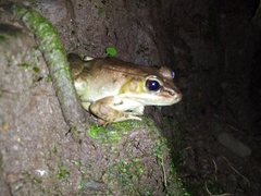 Lithobates maculatus