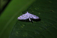 Pycnarmon