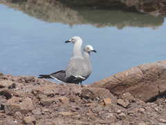 Leucophaeus modestus