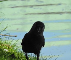 Corvus monedula