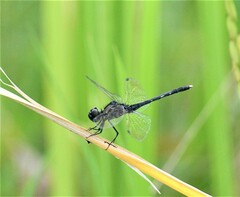 Diplacodes lefebvrii