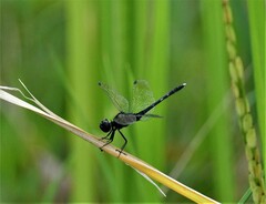 Diplacodes lefebvrii