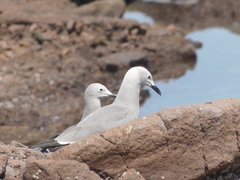 Leucophaeus modestus