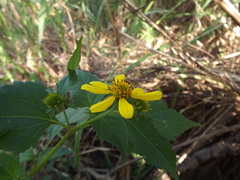 Melanthera latifolia