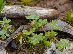 Hydrocotyle foveolata