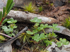 Hydrocotyle foveolata