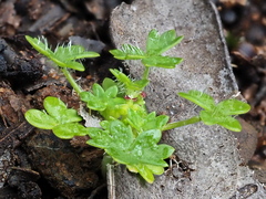 Hydrocotyle foveolata