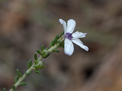 Olearia minor