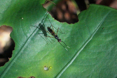 Rainieria
