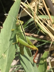 Heteracris pterosticha