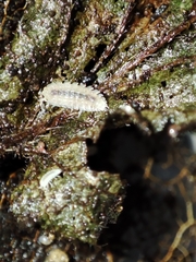 Haplophthalmus danicus