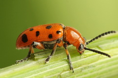 Crioceris duodecimpunctata