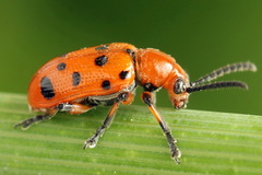 Crioceris duodecimpunctata