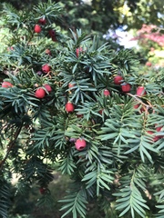 Taxus baccata