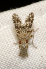 Trypetoptera punctulata