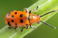 Crioceris duodecimpunctata